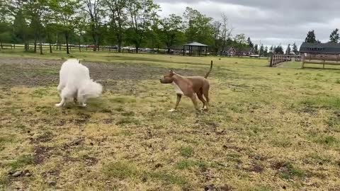 German Shepherd Attacks Pitbull in the wild