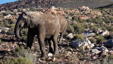 Two Elephants And A Group Of Wild Goats Grazing In Their Natural Habitat