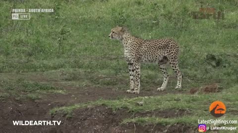 Leopard catch by allegator