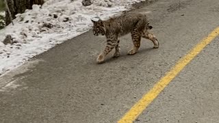 Curious Bobcat Spotted Strolling Along Trail