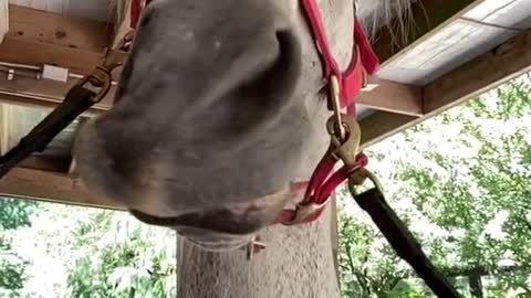 Horse shaking lips