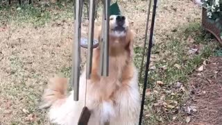 Doggie Sings Along With Wind Chimes