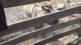 Donkeys eating apples and bread