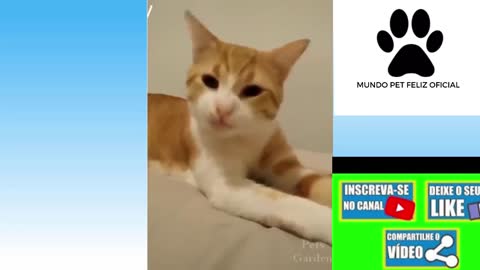 MUNDO PET FELIZ OFICIAL#VÍDEO ENGRAÇADO DE CACHORRO E BEBÊ # VÍDEO ENGRAÇADO DE ANIMAIS E PESSOAS#29