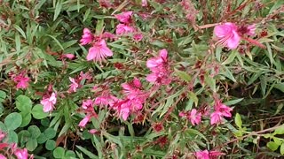 Flower shaped like a trumpet