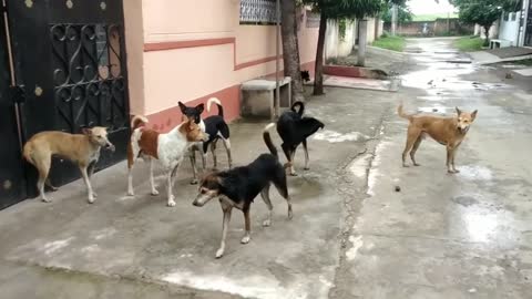 Animal Street dog flght dog 🐕 fight dogs barking