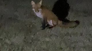 Friendly Fox at the beach campground
