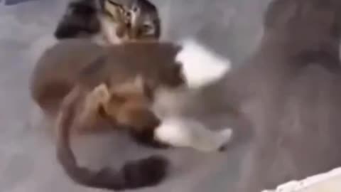 Kung fu cats: these cats know how to hustle kung fu