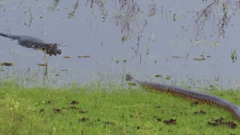 The crocodile defeats the anaconda
