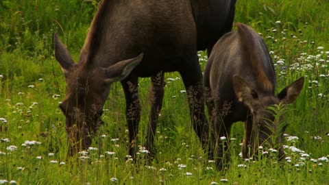 Adult Moose and Calf Grazing in Field