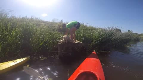Heroic Kayakers Save Sheep From Drowning In River Avon