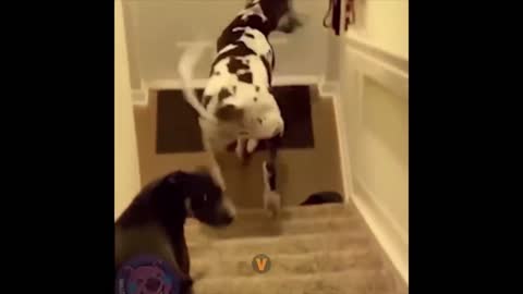 VIRAL DOGS Funny & cute videos