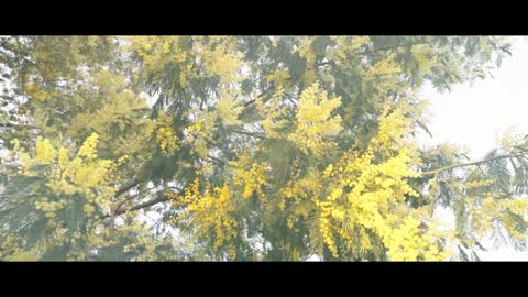 Acacia _ Nature Series _ Canon R5 Cinematic