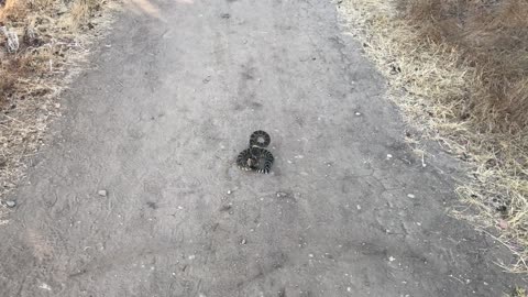 Rattlesnake Blocks Hiking Trail