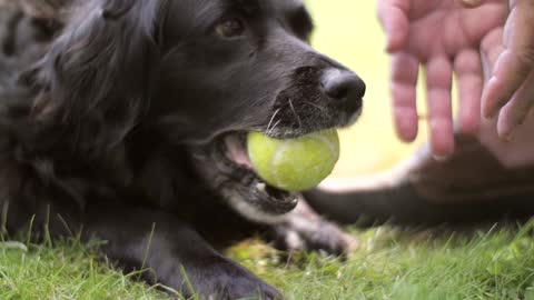 Female Black Dog Chewing Tennis Ball In Garden