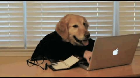 Gif video of dog typing on computer in his office