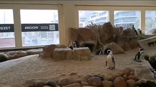 Penguin lovers