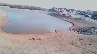 The Pond