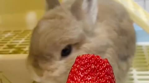 Rabbit First Time Eating Strawberry But Doesn't Really Love It