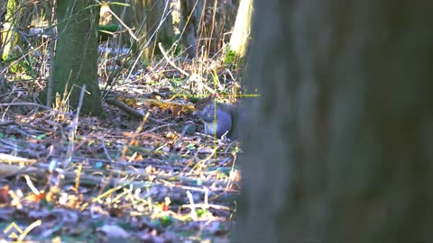 grey squirrel control