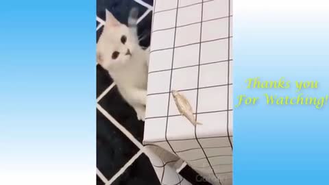 Funny Animals Videos 2021 || watch to the end🙀🙀🙀🙀🙀