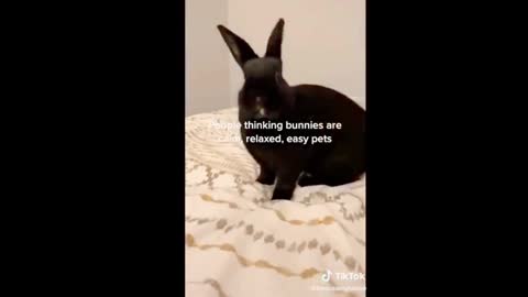 funny rabbit moving fast around and jumping (Cute Video)