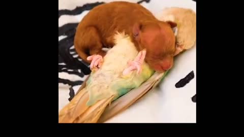 cute puppy and parrot sleeping
