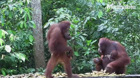 Orangutan orphans school 2022