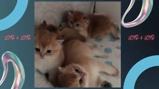 Baby Cats - Cute and Funny Baby Cat