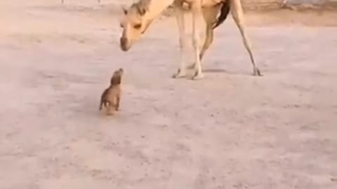 UNIQUE LOVE BETWEEN A BIG ANIMAL AND A TINY PET.