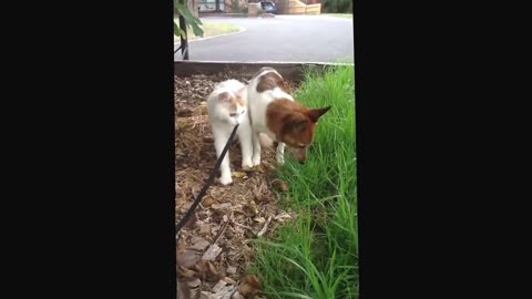 Cat and Dog Walk on Leash