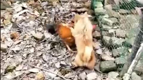 Chicken vs dog fight :D