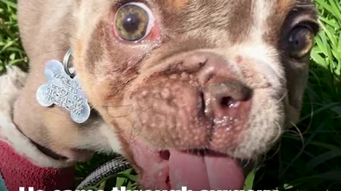 Puppy Abandoned In Creek Bed Becomes World's Goofiest Bulldog | The Dodo Little But Fierce
