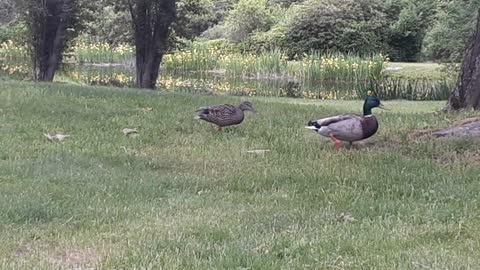 Ducks quack quack