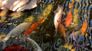 Koi fish pond