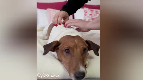 Take Care Of My Dog, My Dog Care Video