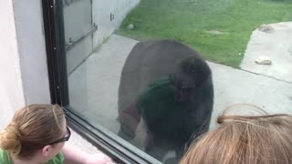 bears at zoo