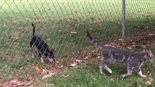 Thumbelina Playing with the Neighbors Cat named Figaro B