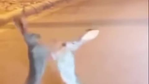 Fighting Rabbits