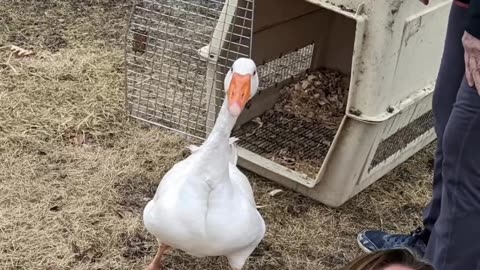 The lonely goose gets a new friend.