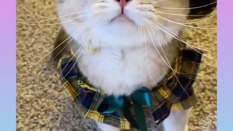 Cute cat funny voice