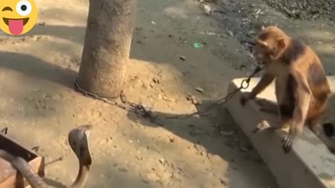 stubborn monkey playing with a cobra