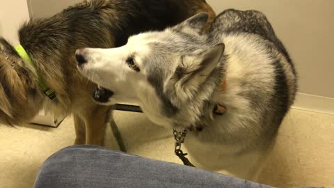 Zeus The Husky Gets Fidgety At The Vet’s And Starts His Usual Fuss
