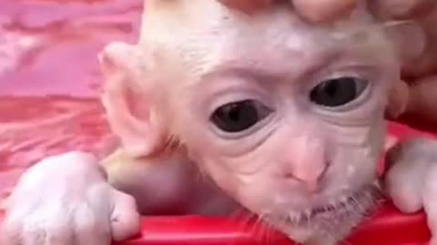 Little Monkey bathing