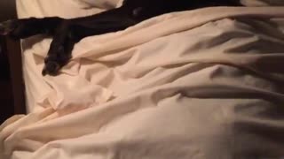 Black dog tucked in bed and laying down