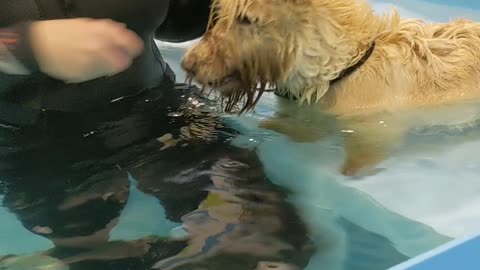 Dog training in the pool