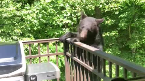 Gatlinburg Bear Licks Grill