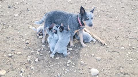 Blue heeler puppies with mama