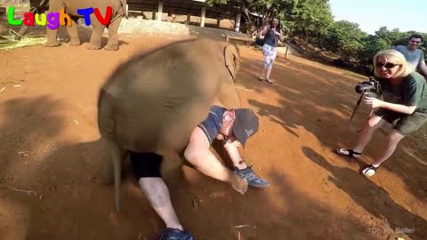 CUte Elephant - Funny Elephants Trolling Human Compilation