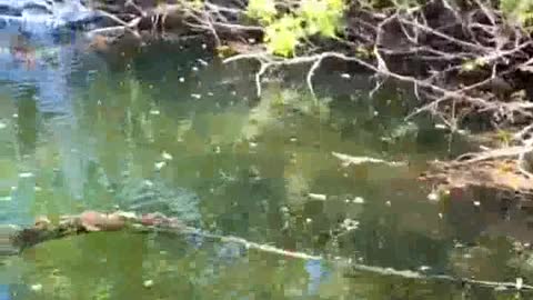 Wow amazing fishing video